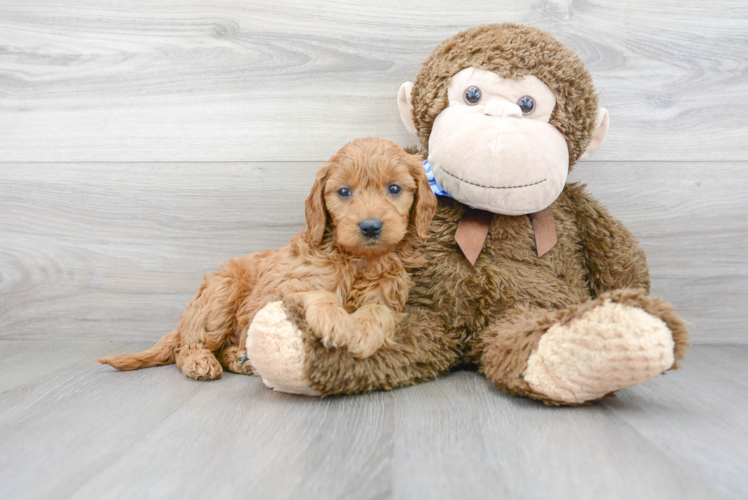 Fluffy Mini Goldendoodle Poodle Mix Pup