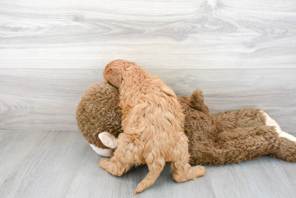 Cute Mini Goldendoodle Baby