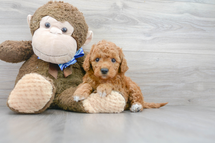 Best Mini Goldendoodle Baby