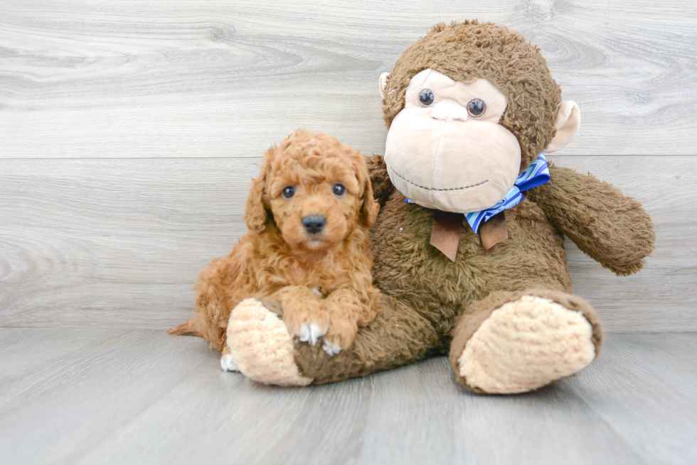 Happy Mini Goldendoodle Baby