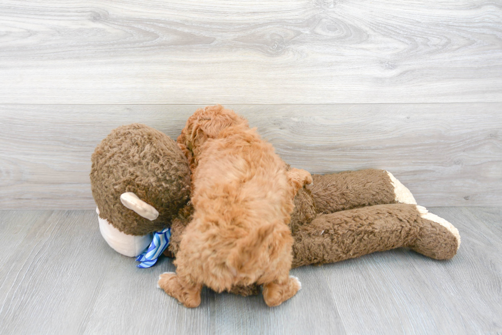 Adorable Golden Retriever Poodle Mix Puppy