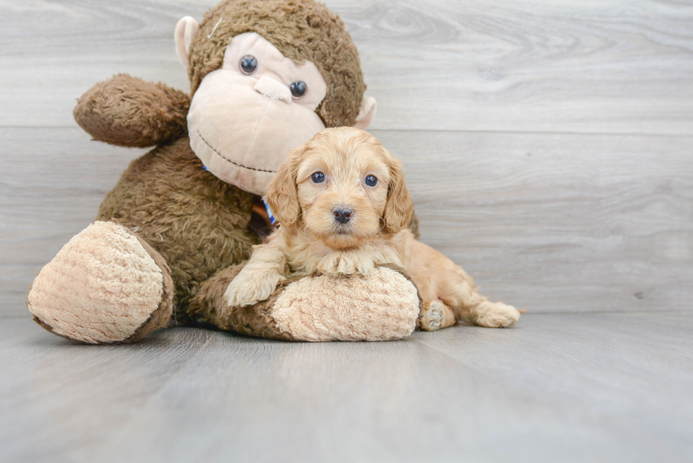 Popular Mini Goldendoodle Poodle Mix Pup