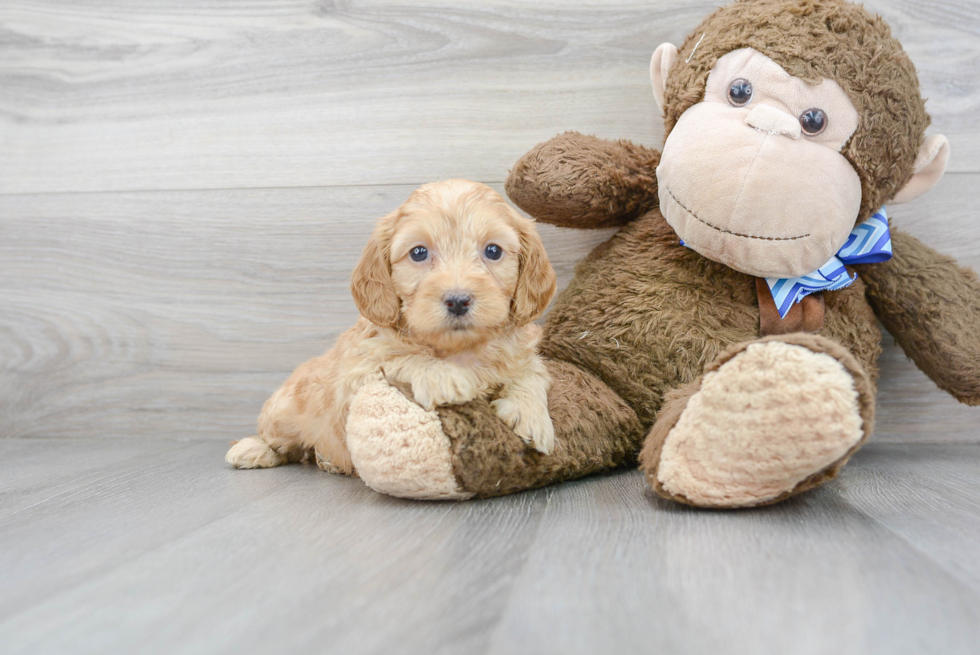 Funny Mini Goldendoodle Poodle Mix Pup