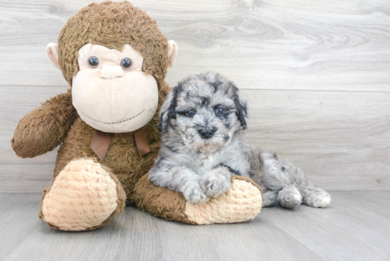 Small Mini Goldendoodle Baby