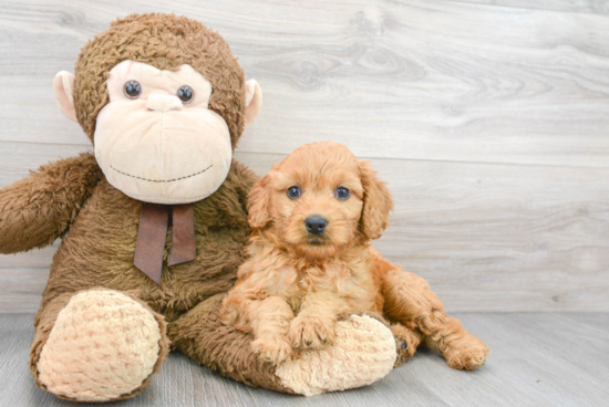 Mini Goldendoodle Pup Being Cute