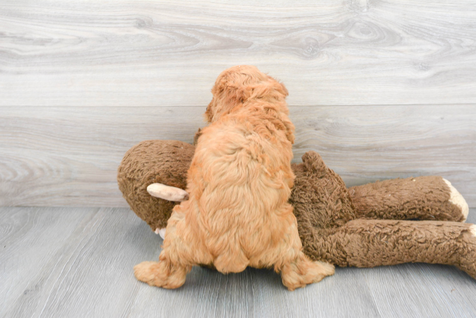 Petite Mini Goldendoodle Poodle Mix Pup