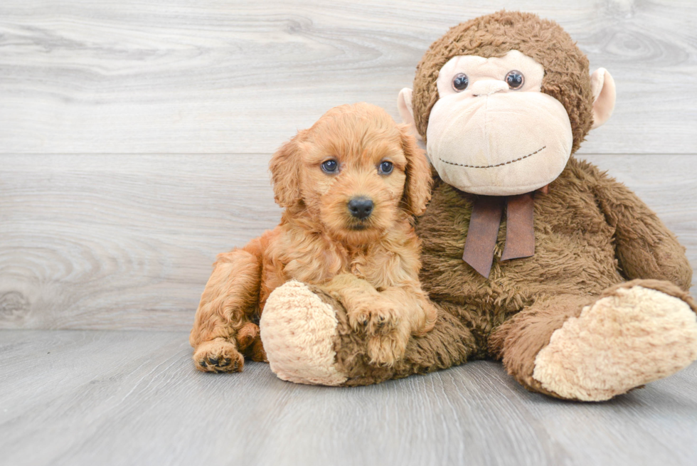 Mini Goldendoodle Pup Being Cute