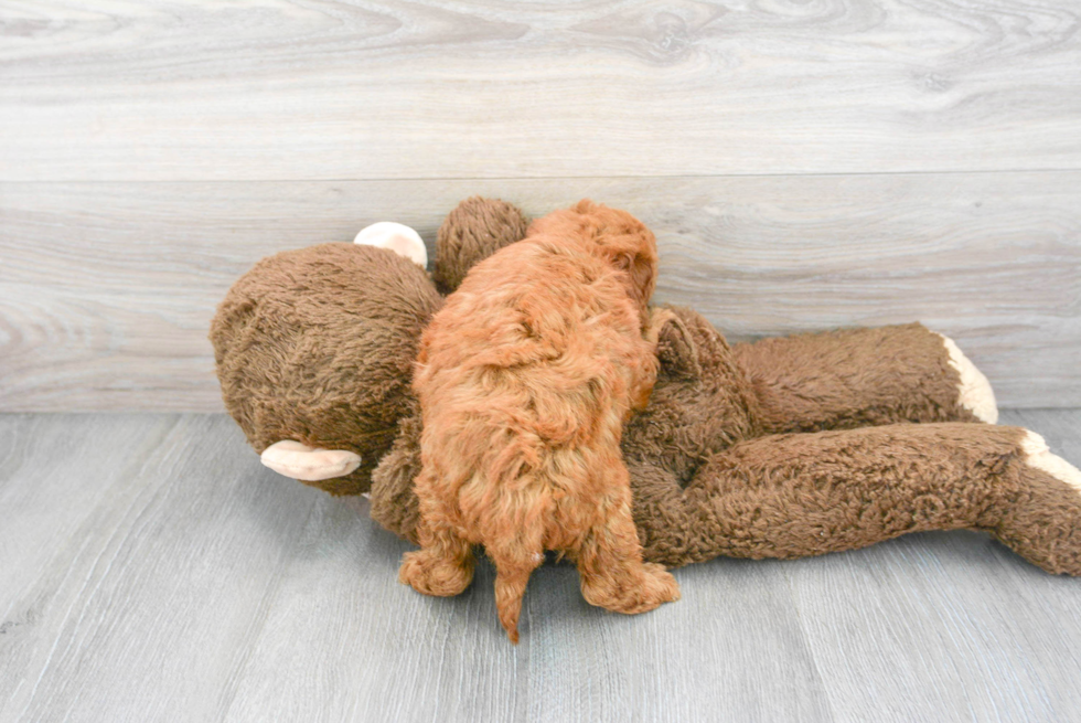 Popular Mini Goldendoodle Poodle Mix Pup