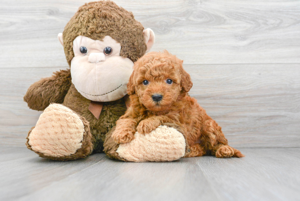 Best Mini Goldendoodle Baby