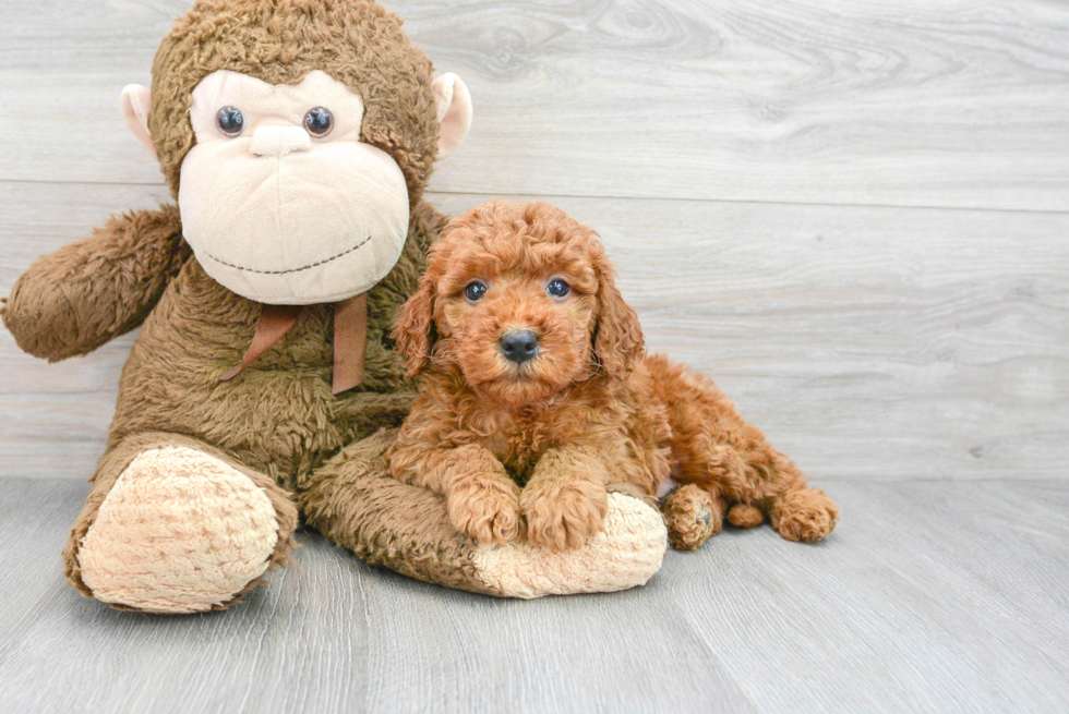 Hypoallergenic Golden Retriever Poodle Mix Puppy