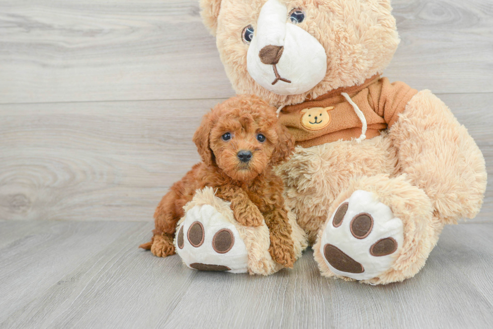 Mini Goldendoodle Puppy for Adoption