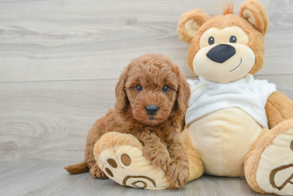 Little Golden Retriever Poodle Mix Puppy