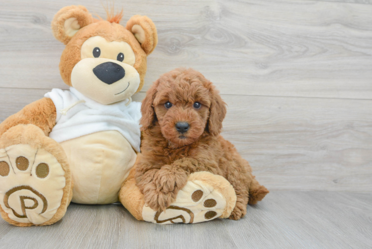 Cute Mini Goldendoodle Baby