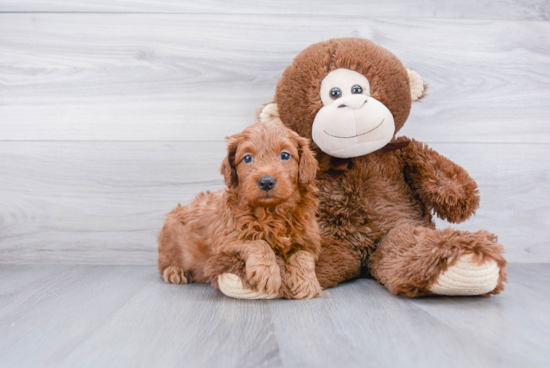 Mini Goldendoodle Puppy for Adoption