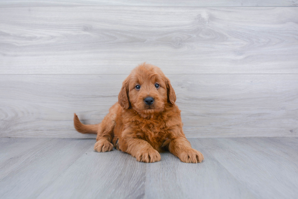 Mini Goldendoodle Puppy for Adoption