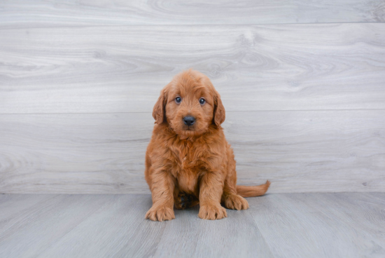 Happy Mini Goldendoodle Baby