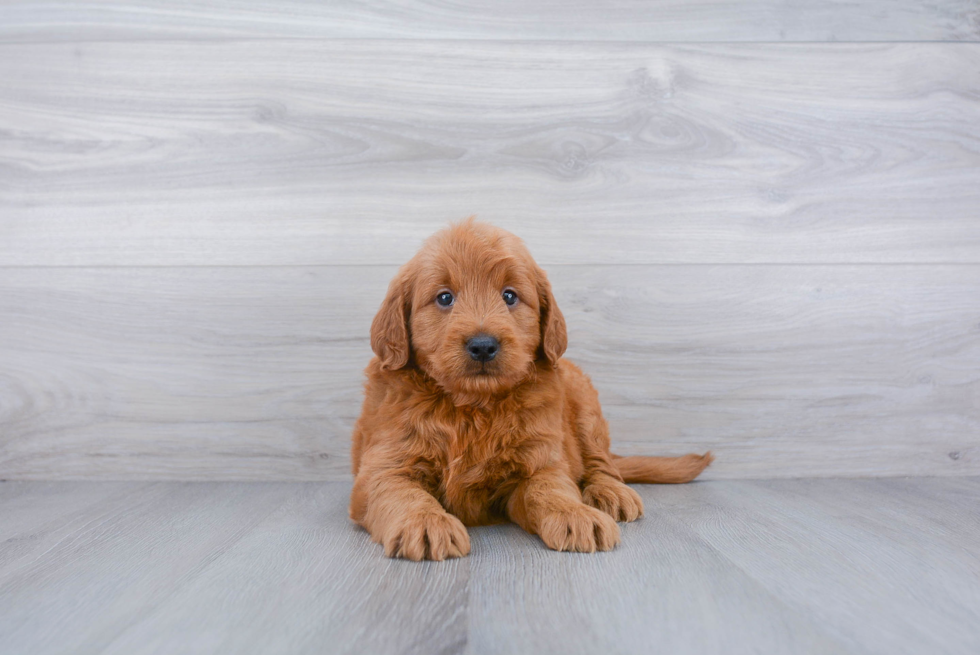 Best Mini Goldendoodle Baby