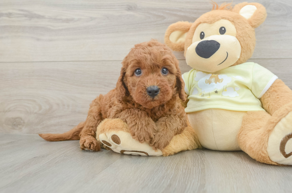 6 week old Mini Goldendoodle Puppy For Sale - Premier Pups