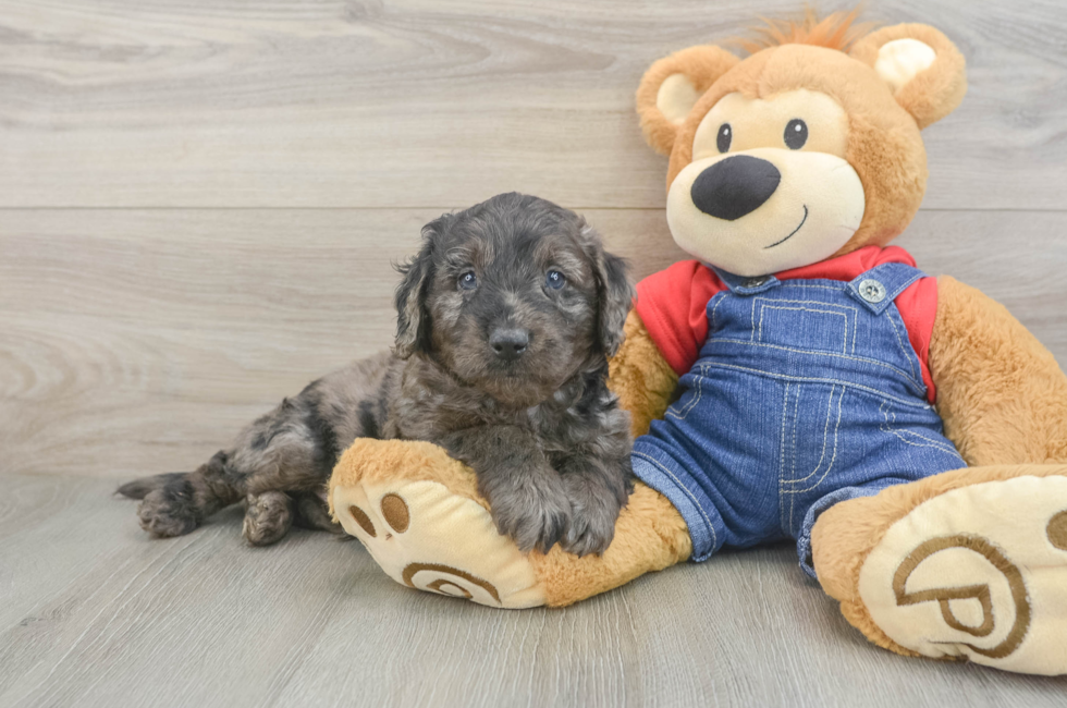 6 week old Mini Goldendoodle Puppy For Sale - Premier Pups