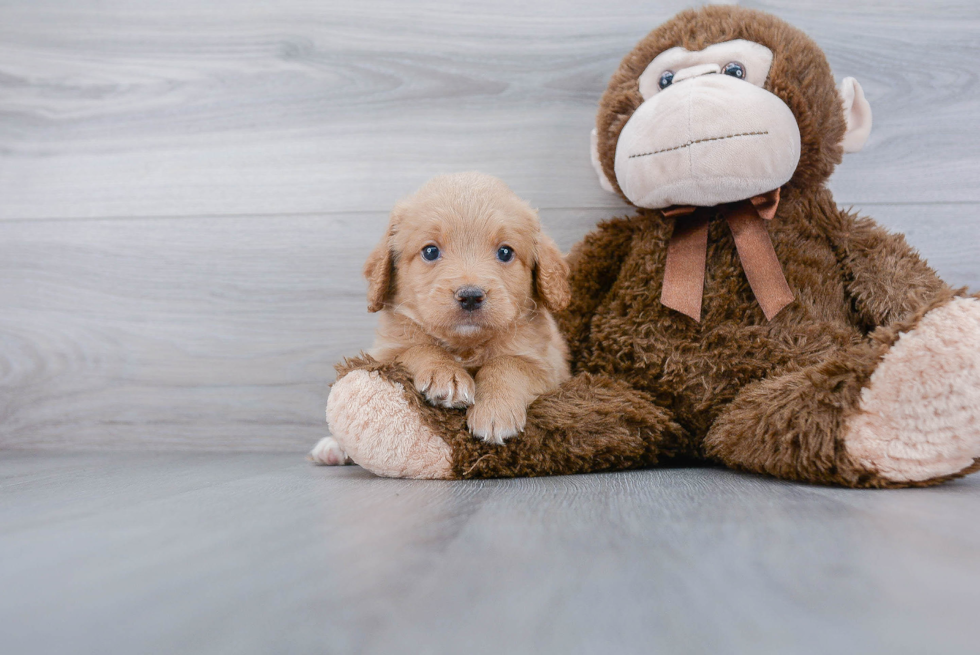 Popular Mini Goldendoodle Poodle Mix Pup