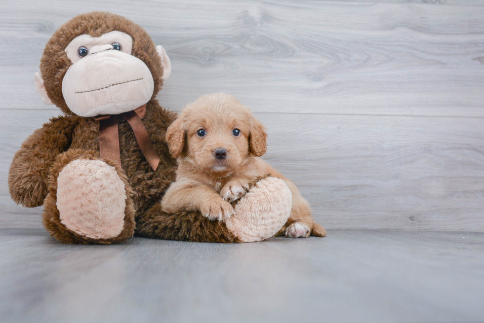 Mini Goldendoodle Pup Being Cute