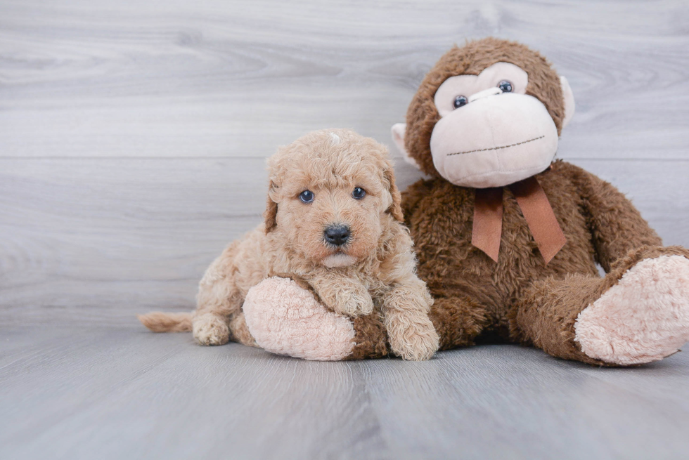 Mini Goldendoodle Pup Being Cute