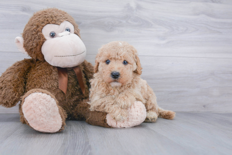 Best Mini Goldendoodle Baby