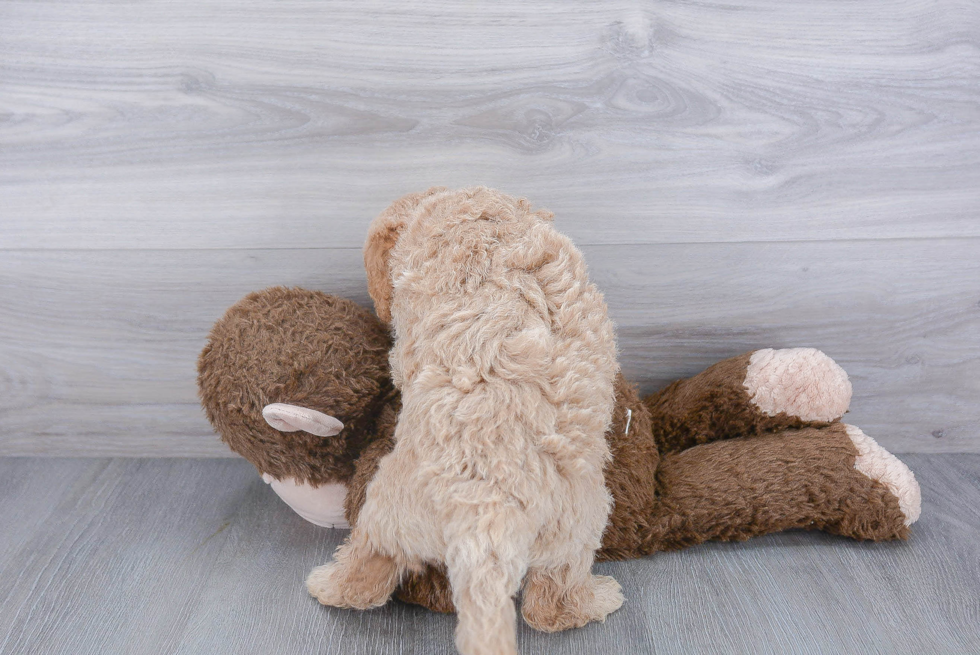 Sweet Mini Goldendoodle Baby