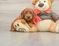7 week old Mini Goldendoodle Puppy For Sale - Premier Pups