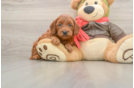 Hypoallergenic Mini Goldiepoo Poodle Mix Puppy