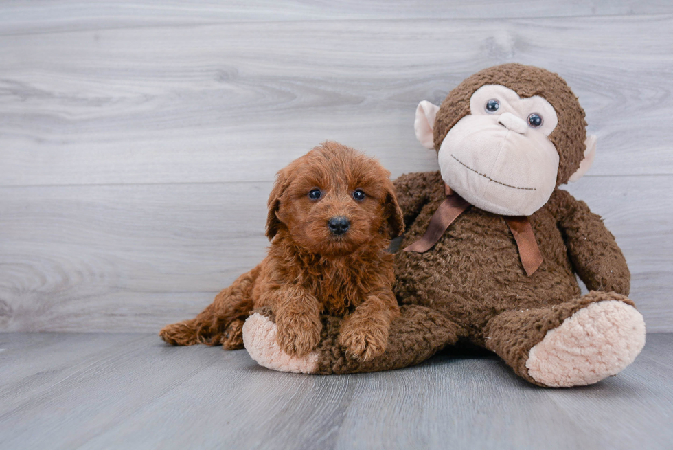 Mini Goldendoodle Puppy for Adoption