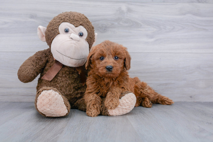 Mini Goldendoodle Puppy for Adoption