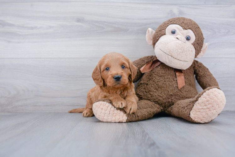 Best Mini Goldendoodle Baby