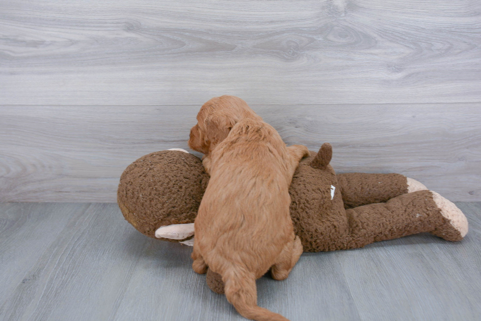 Adorable Golden Retriever Poodle Mix Puppy