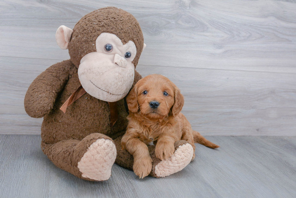 Mini Goldendoodle Puppy for Adoption