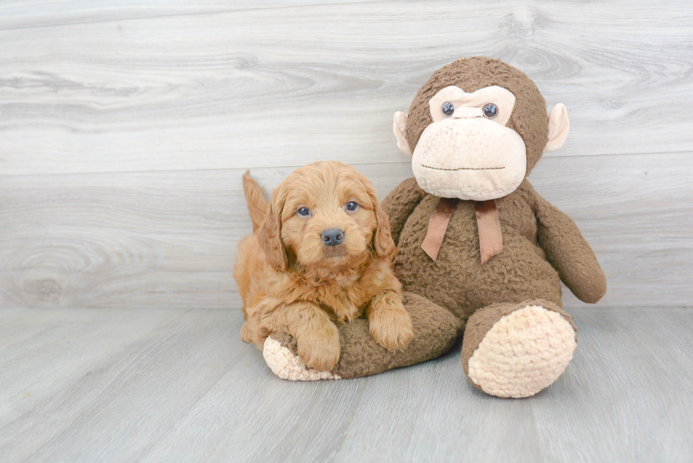 Mini Goldendoodle Pup Being Cute