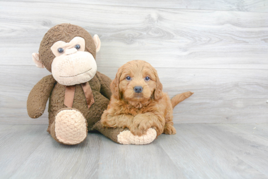 Small Mini Goldendoodle Baby