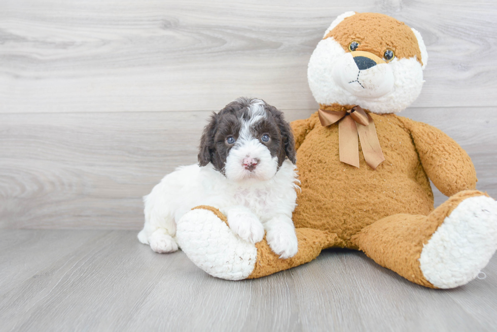 Little Golden Retriever Poodle Mix Puppy