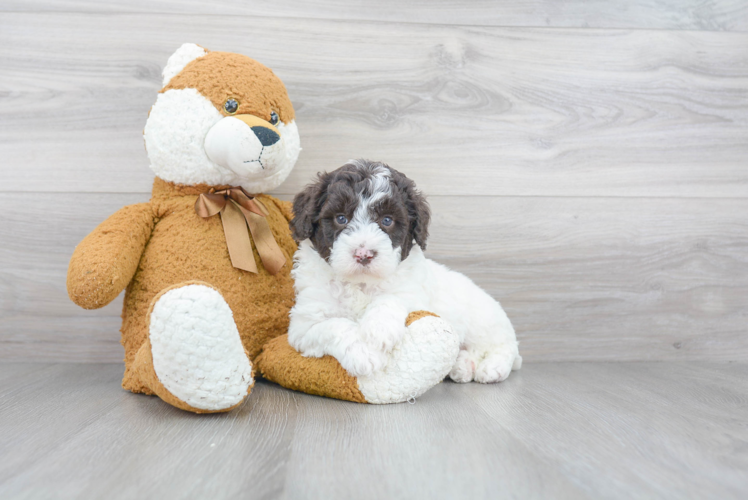 Playful Golden Retriever Poodle Mix Puppy