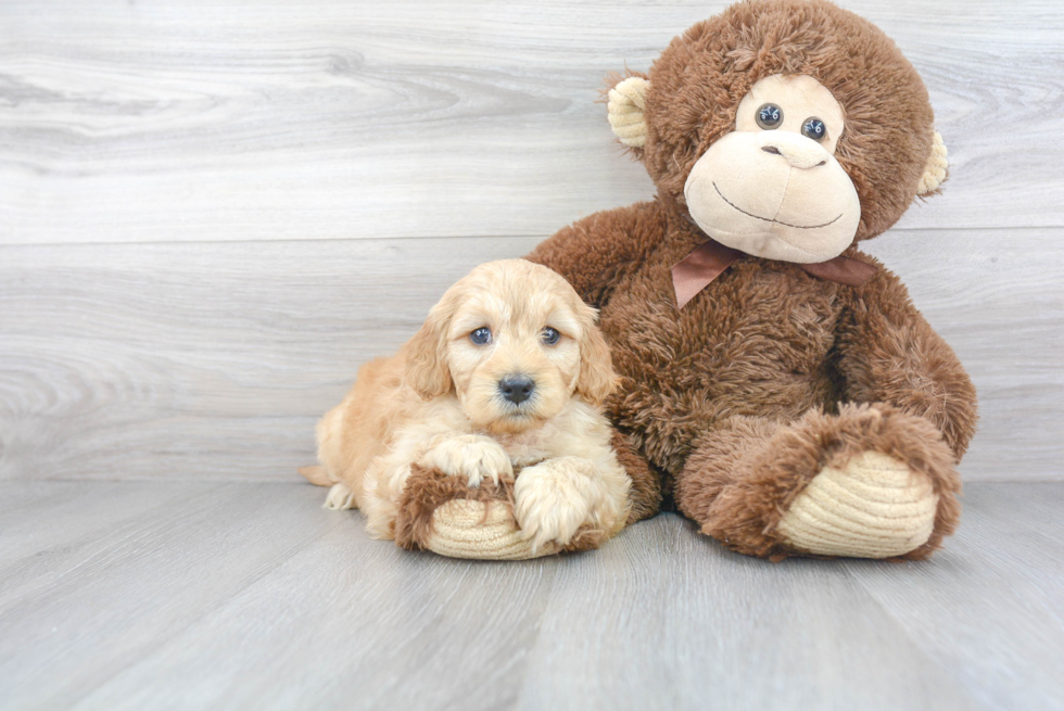 Happy Mini Goldendoodle Baby