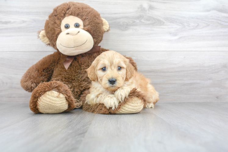 Cute Mini Goldendoodle Baby