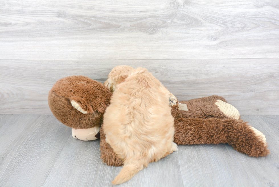 Fluffy Mini Goldendoodle Poodle Mix Pup