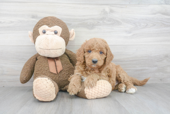 Best Mini Goldendoodle Baby