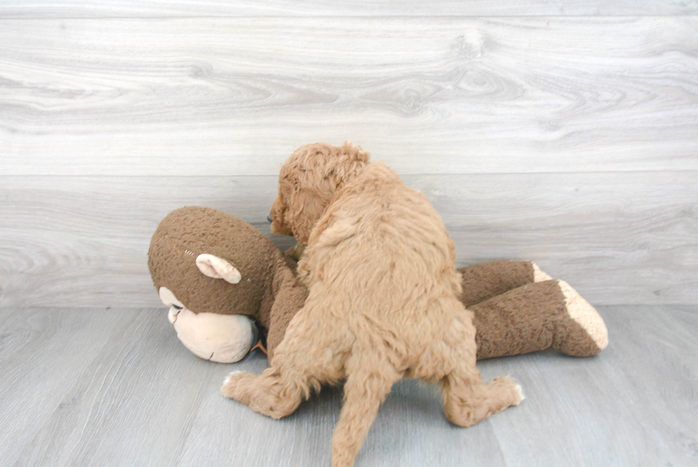 Funny Mini Goldendoodle Poodle Mix Pup