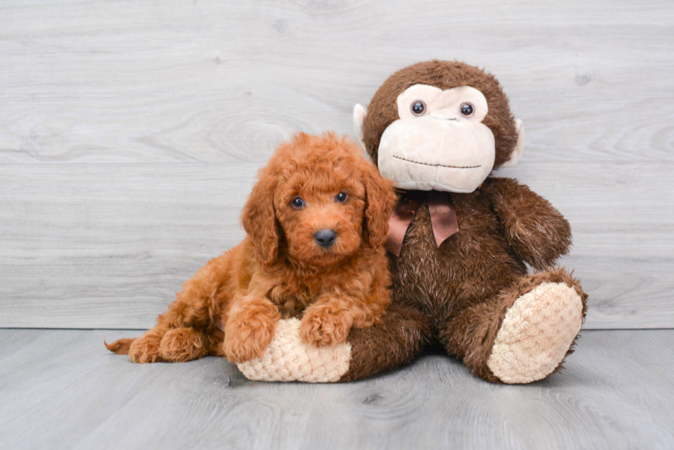 Best Mini Goldendoodle Baby