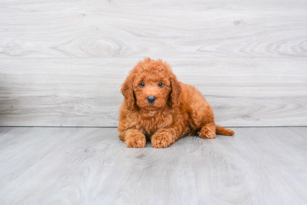 Mini Goldendoodle Puppy for Adoption