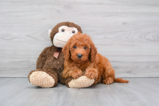 Little Golden Retriever Poodle Mix Puppy