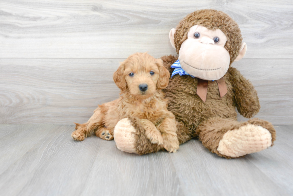 Funny Mini Goldendoodle Poodle Mix Pup