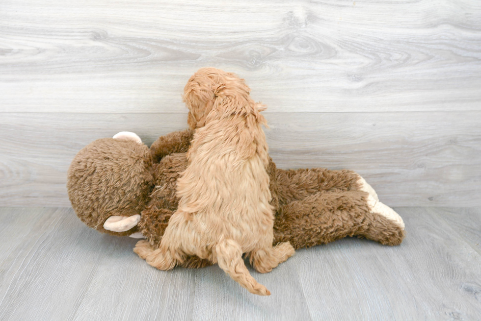 Playful Golden Retriever Poodle Mix Puppy