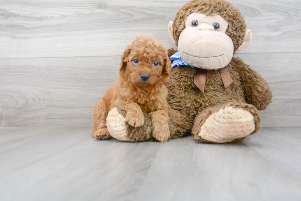 Smart Mini Goldendoodle Poodle Mix Pup